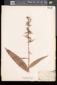 Platanthera lacera image