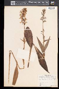 Platanthera lacera image