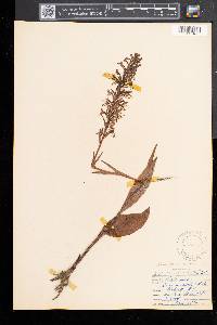 Platanthera lacera image