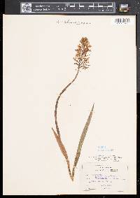 Platanthera lacera image