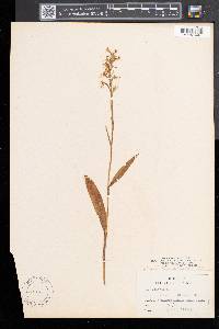 Platanthera lacera image