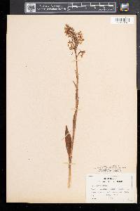 Platanthera lacera image