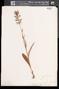 Platanthera lacera image