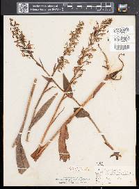 Platanthera lacera image