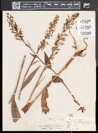 Platanthera lacera image