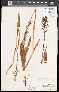 Platanthera lacera image