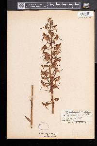 Platanthera macrophylla image