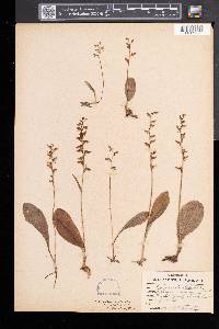 Platanthera obtusata image