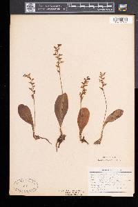 Platanthera obtusata image