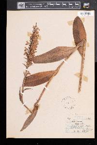 Platanthera psycodes image