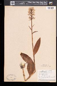 Platanthera psycodes image