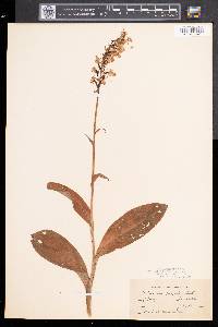 Platanthera psycodes image