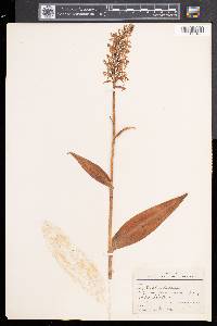 Platanthera psycodes image