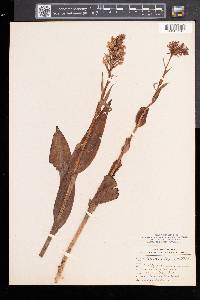 Platanthera psycodes image