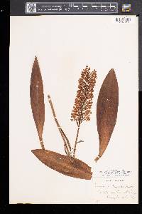 Platanthera psycodes image