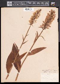 Platanthera psycodes image