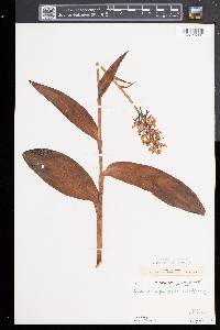 Platanthera psycodes image