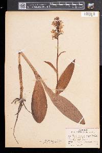 Platanthera psycodes image