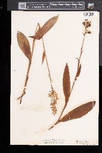 Platanthera psycodes image