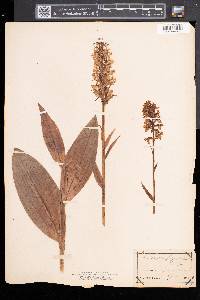 Platanthera psycodes image