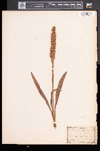 Spiranthes cernua image