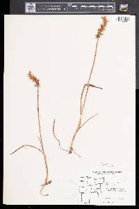 Spiranthes cernua image