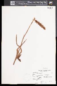 Spiranthes cernua image