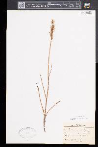 Spiranthes cernua image