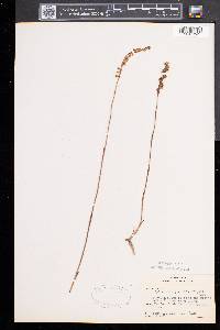 Spiranthes lacera image