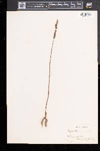 Spiranthes lacera var. gracilis image