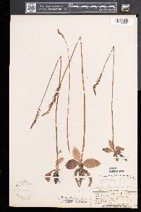 Spiranthes lacera image