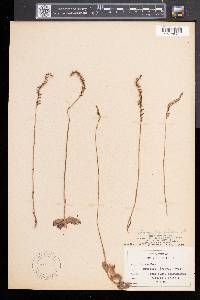 Spiranthes lacera image
