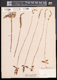 Spiranthes lacera image