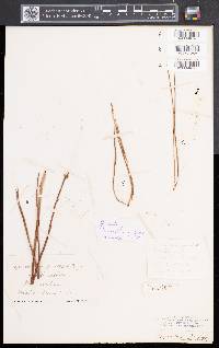 Spiranthes lacera image