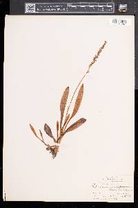 Spiranthes lucida image