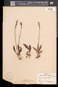 Spiranthes lucida image