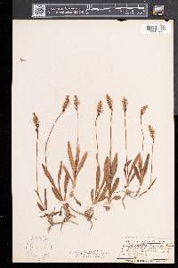 Spiranthes lucida image