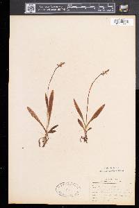 Spiranthes lucida image