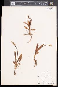 Spiranthes lucida image