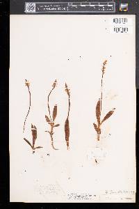 Spiranthes lucida image