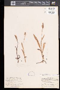 Spiranthes lucida image