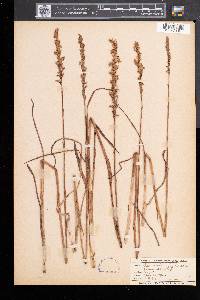Spiranthes praecox image