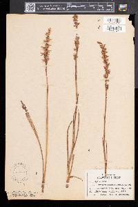 Spiranthes praecox image