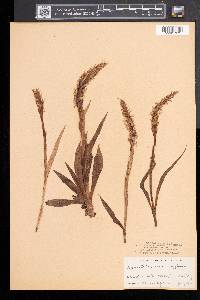 Spiranthes romanzoffiana image