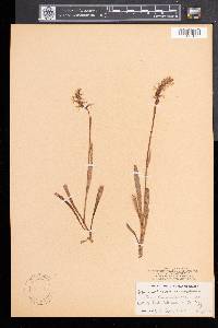 Spiranthes romanzoffiana image