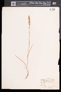 Spiranthes romanzoffiana image