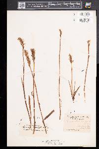 Spiranthes romanzoffiana image