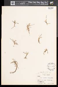 Heteranthera dubia image