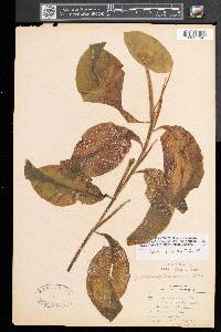 Potamogeton amplifolius image
