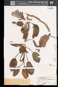 Potamogeton amplifolius image